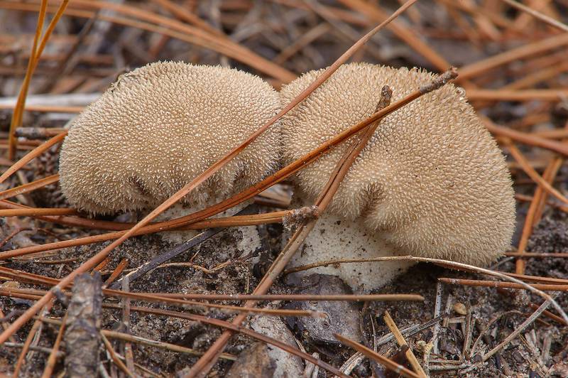 Peeling puffball mushrooms (<B>Lycoperdon marginatum</B>) on Little Lake Creek Loop Trail in Sam Houston National Forest. Richards, Texas, <A HREF="../date-en/2013-10-19.htm">October 19, 2013</A>