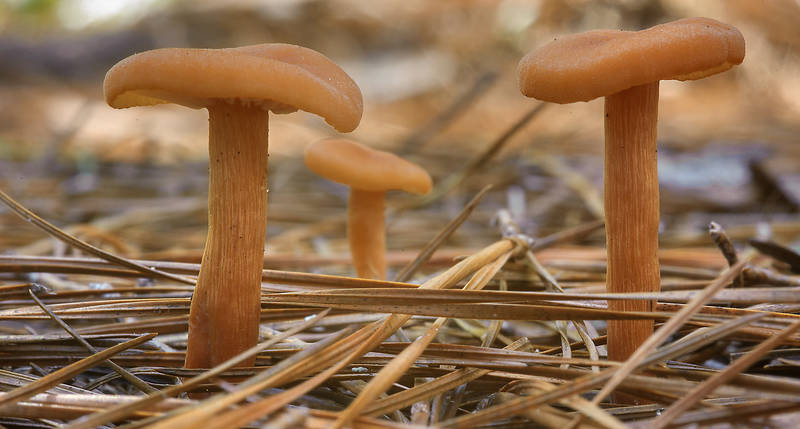 Deceiver mushrooms (Laccaria laccata) on Chinquapin Trail in Huntsville State Park. Texas, November 3, 2013