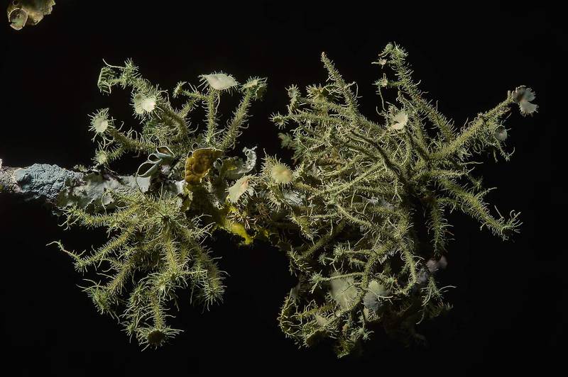 Bushy beard lichen (Usnea strigosa) on a downed limb in Lick Creek Park. College Station, Texas, December 26, 2013