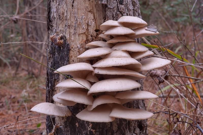 Oyster mushrooms (Pleurotus ostreatus) on a tree in Huntsville Park. Texas, December 28, 2013