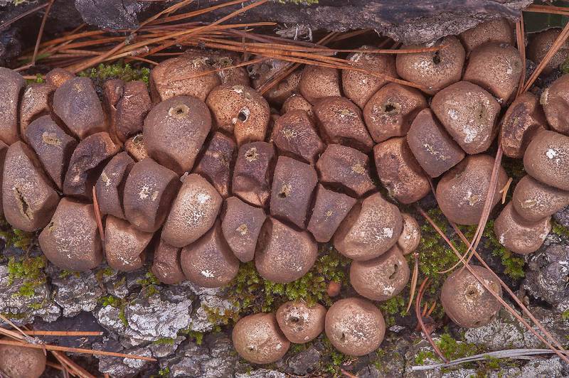 Mature pear-shaped puffball mushrooms (Lycoperdon pyriforme, Apioperdon pyriforme) in Huntsville Park. Texas, December 28, 2013
