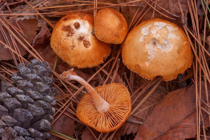Orange Gymnopilus mushrooms in Huntsville Park. Texas, December 28, 2013