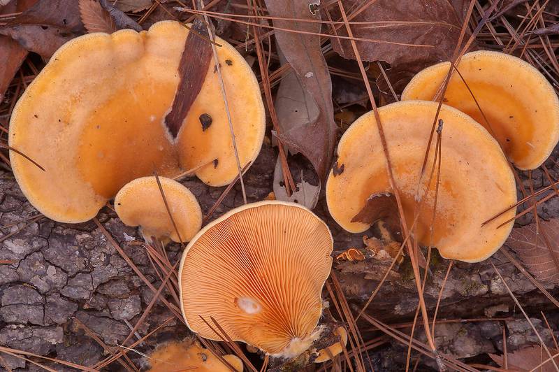 Orange oyster mushrooms (Phyllotopsis nidulans) in Huntsville Park. Texas, December 28, 2013