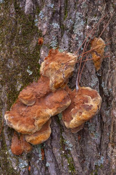 Polypore mushrooms growing on a tree in Huntsville Park. Texas, December 28, 2013