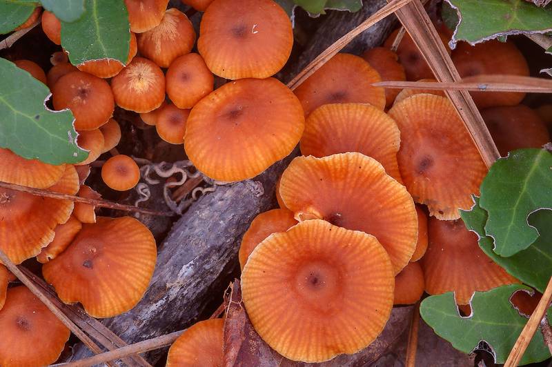 Golden trumpet mushrooms (Xeromphalina campanella X. enigmatica) in Huntsville Park. Texas, December 28, 2013