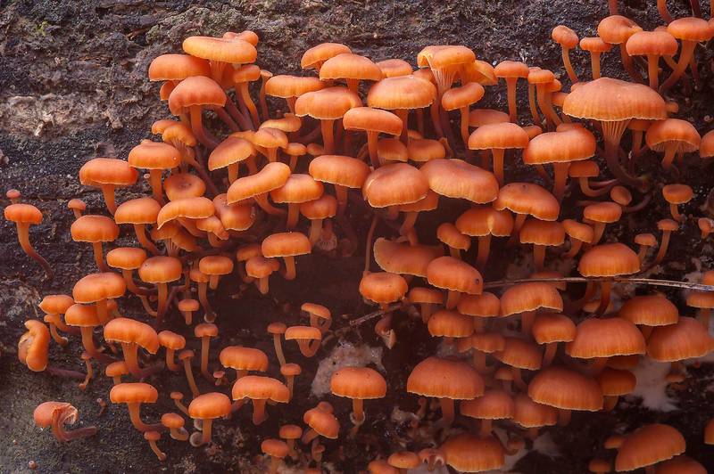 Small orange golden trumpet mushrooms (Xeromphalina campanella or X. enigmatica) on rotten log in Huntsville Park. Texas, December 28, 2013