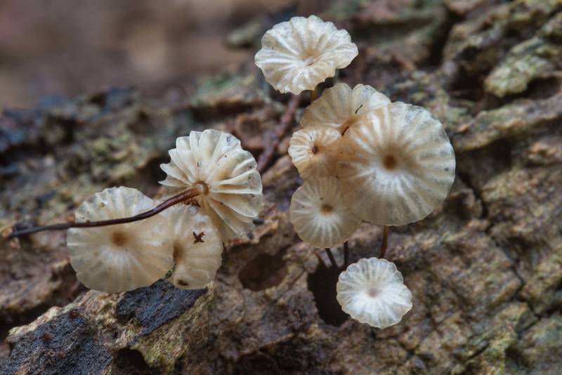 Close up of collared parachute mushrooms (Marasmius rotula) on rotten wood in Bee Creek Park. College Station, Texas, November 1, 2017