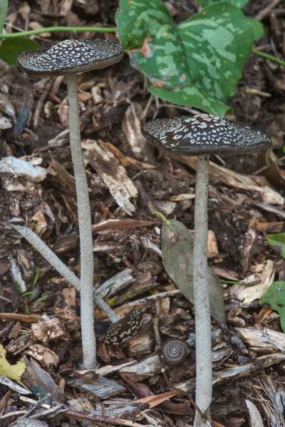 Magpie inkcap mushrooms (Coprinopsis picacea) on wood chips in Bee Creek Park. College Station, Texas, November 3, 2017