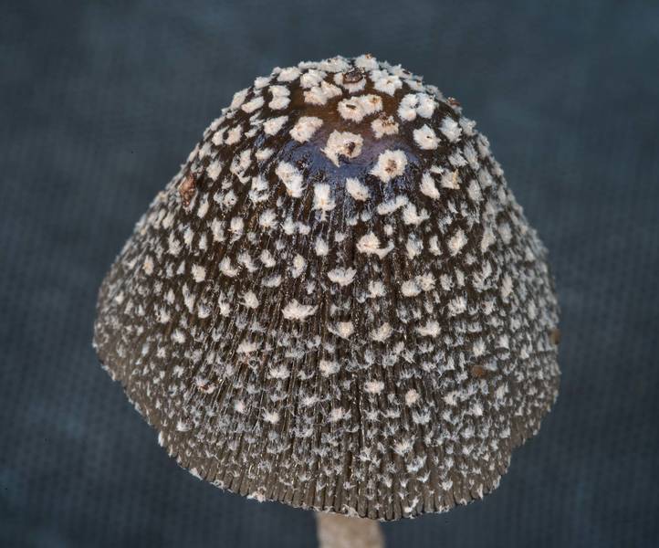 Magpie inkcap mushroom (<B>Coprinopsis picacea</B>) in Bee Creek Park. College Station, Texas, <A HREF="../date-en/2017-11-03.htm">November 3, 2017</A>