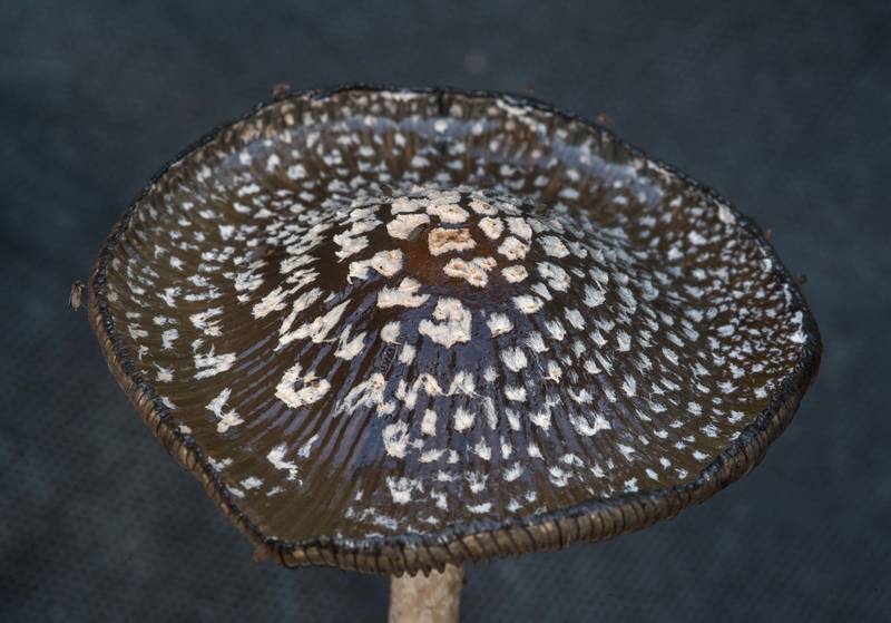 A cap of magpie inkcap mushroom (Coprinopsis picacea) in Bee Creek Park. College Station, Texas, November 3, 2017
