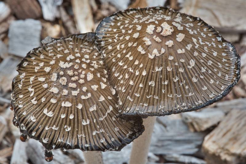 Caps of magpie inkcap mushrooms (<B>Coprinopsis picacea</B>) in Bee Creek Park. College Station, Texas, <A HREF="../date-en/2017-11-04.htm">November 4, 2017</A>