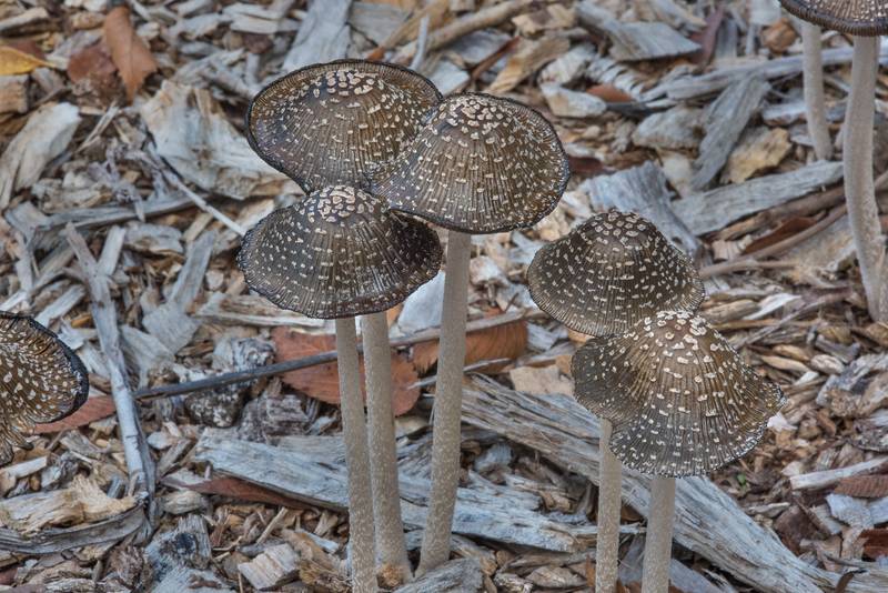 Caps of magpie inkcap mushrooms (Coprinopsis picacea) after a rain in Bee Creek Park. College Station, Texas, November 4, 2017