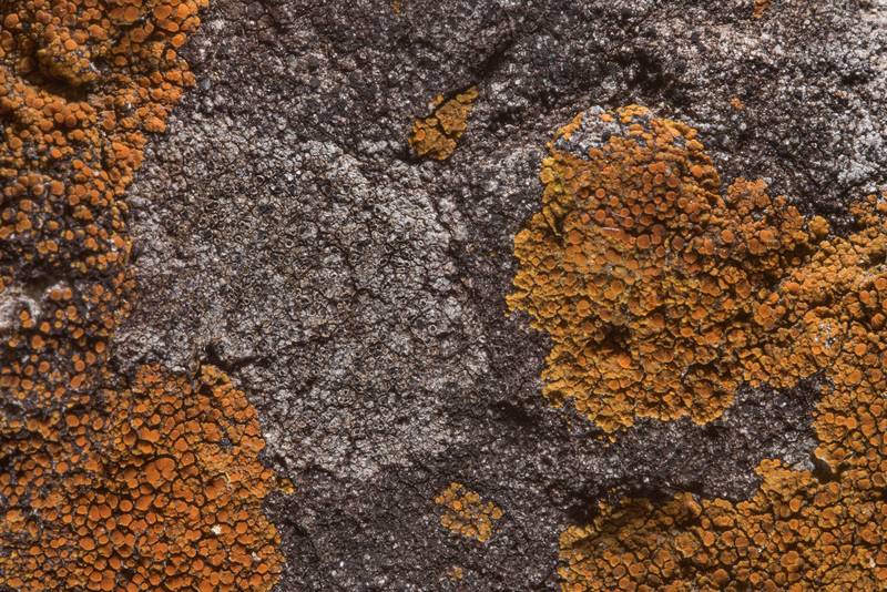Caloplaca (orange) lichen on a roadside stone on north shore of Lake Somerville near Birch Creek Unit of Somerville Lake State Park. Texas, April 15, 2018