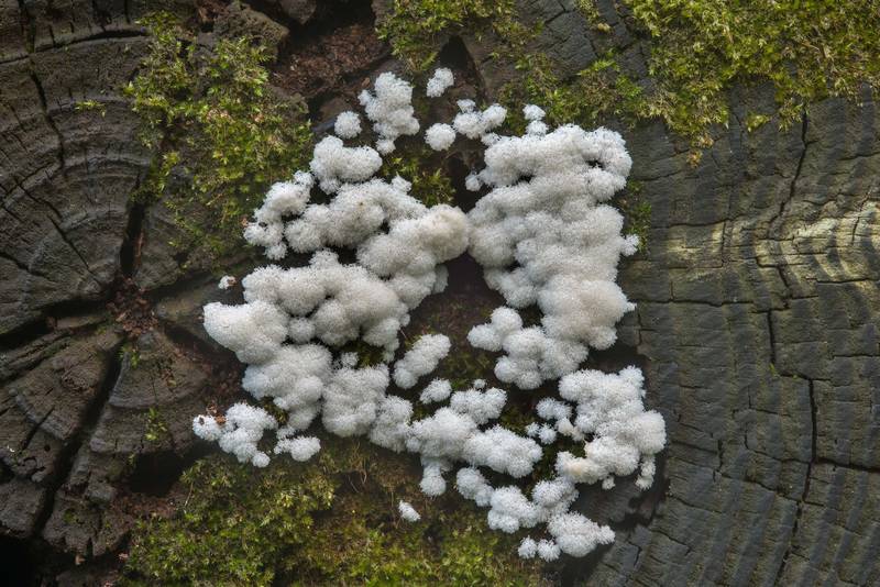 Coral slime mold (Ceratiomyxa fruticulosa) on a cut surface of an old wood log post coated with black tar in Lick Creek Park. College Station, Texas, May 24, 2018