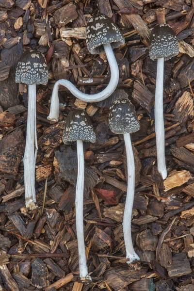 Magpie inkcap mushrooms (<B>Coprinopsis picacea</B>) on Post Oak Trail in Lick Creek Park. College Station, Texas, <A HREF="../date-en/2018-06-21.htm">June 21, 2018</A>