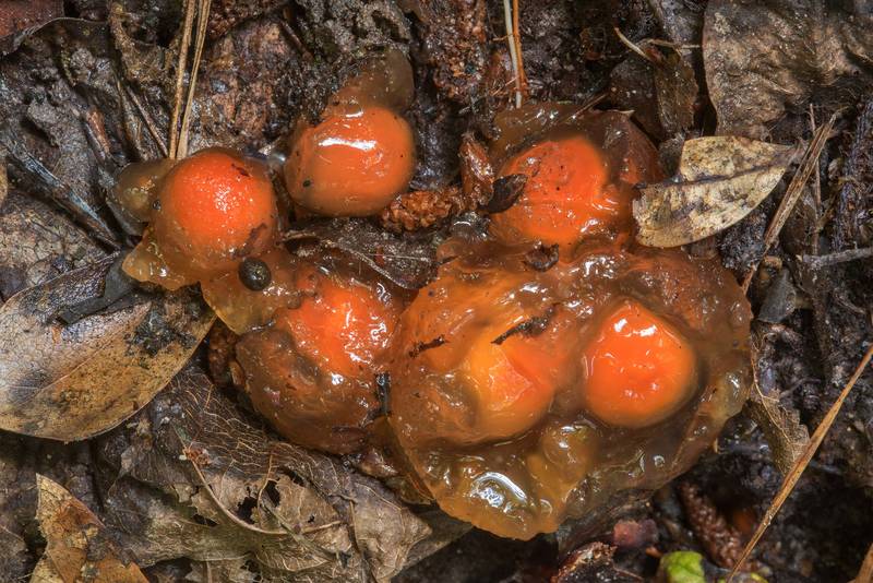 Stalked puffball-in-aspic mushrooms (Calostoma cinnabarinum) under a boardwalk on a slope of a creek on Sundew Trail in Big Thicket National Preserve. Kountze, Texas, June 23, 2018