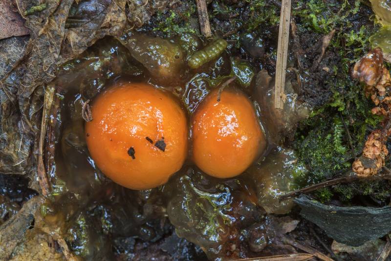 Gelatinous stalked-puffball mushrooms (<B>Calostoma cinnabarinum</B>) on Sundew Trail in Big Thicket National Preserve. Kountze, Texas, <A HREF="../date-en/2018-06-23.htm">June 23, 2018</A>
