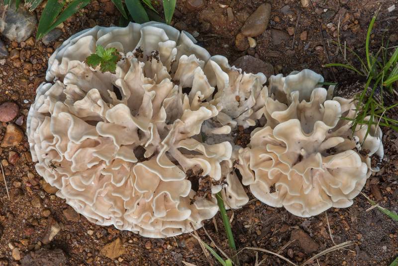 Hydnopolyporus palmatus mushrooms on a sandy path of Raccoon Run Trail in Lick Creek Park. College Station, Texas, June 29, 2018
