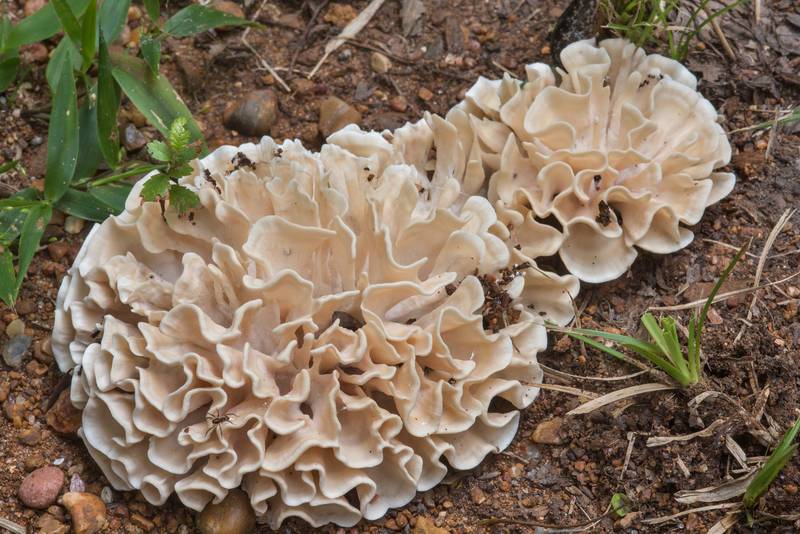 Hydnopolyporus palmatus mushrooms on a sandy path in Lick Creek Park. College Station, Texas, June 29, 2018
