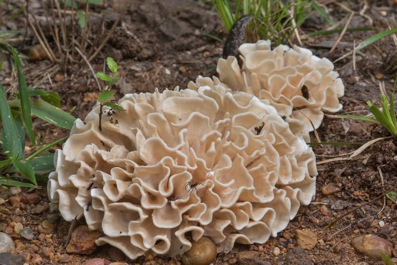 Side view of Hydnopolyporus palmatus mushrooms on a sandy path in Lick Creek Park. College Station, Texas, June 29, 2018