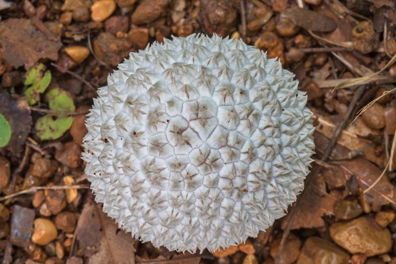 Puffball mushroom Lycoperdon marginatum on a sandy path in Lick Creek Park. College Station, Texas, July 11, 2018