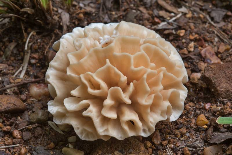 Poretooth rosette mushroom (<B>Hydnopolyporus palmatus</B>) in Lick Creek Park. College Station, Texas, <A HREF="../date-en/2018-07-16.htm">July 16, 2018</A>
