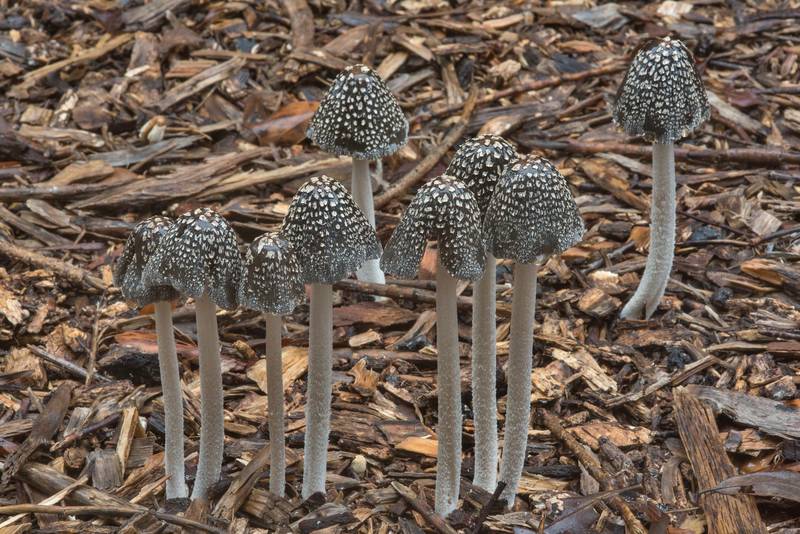 Group of magpie inkcap mushrooms (<B>Coprinopsis picacea</B>) on mulched path of Post Oak Trail in Lick Creek Park. College Station, Texas, <A HREF="../date-en/2018-09-11.htm">September 11, 2018</A>
