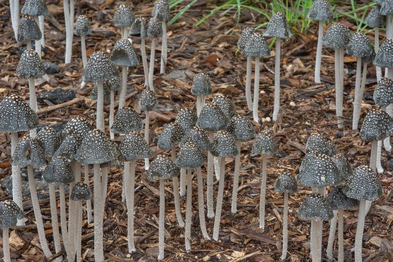 Colony of magpie inkcap mushrooms (Coprinopsis picacea) on wood chips of Post Oak Trail in Lick Creek Park. College Station, Texas, September 11, 2018