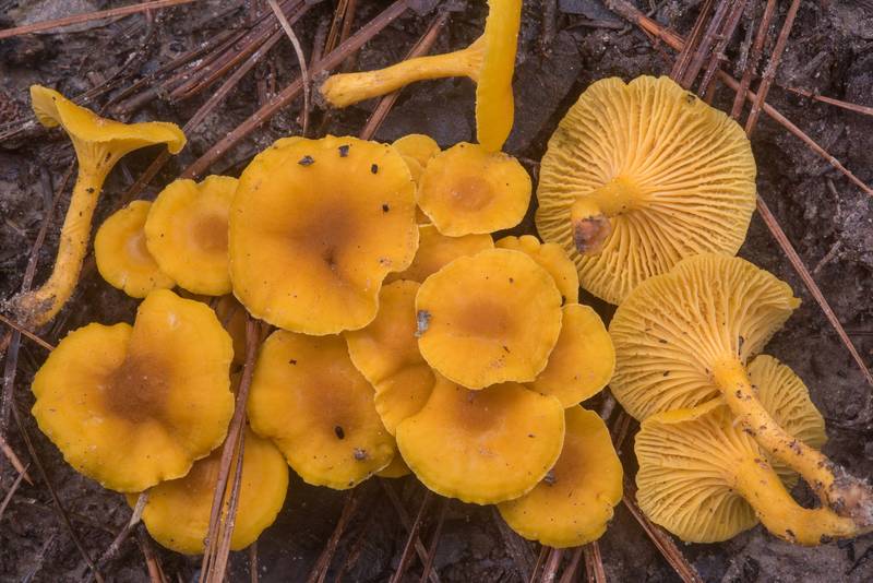 Chanterelle mushrooms <B>Cantharellus tabernensis</B> on Little Lake Creek Loop Trail in Sam Houston National Forest. Richards, Texas, <A HREF="../date-en/2018-09-30.htm">September 30, 2018</A>