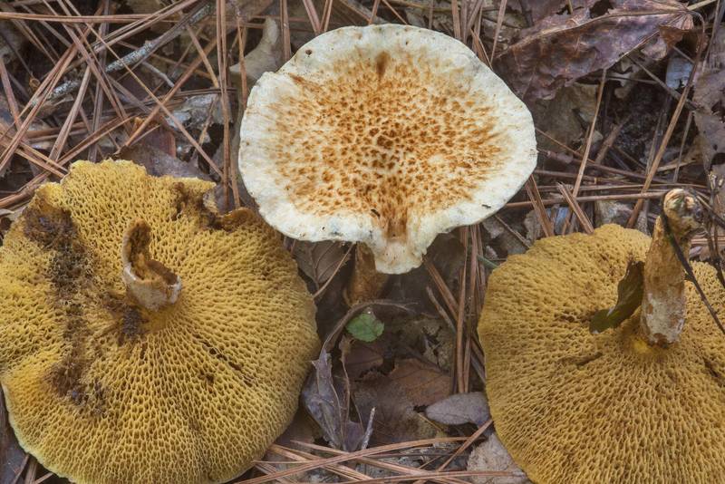 Bolete mushrooms Suillus decipiens in Big Creek Scenic Area of Sam Houston National Forest. Shepherd, Texas, October 28, 2018