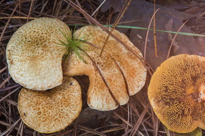 Bolete mushrooms Suillus decipiens under pines in Big Creek Scenic Area of Sam Houston National Forest. Shepherd, Texas, October 28, 2018