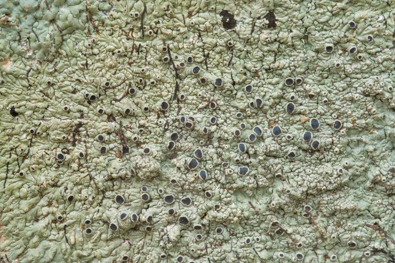 Medallion lichen (Dirinaria confusa) on bark of a hackberry tree in Washington-on-the-Brazos State Historic Site. Washington, Texas, December 29, 2018