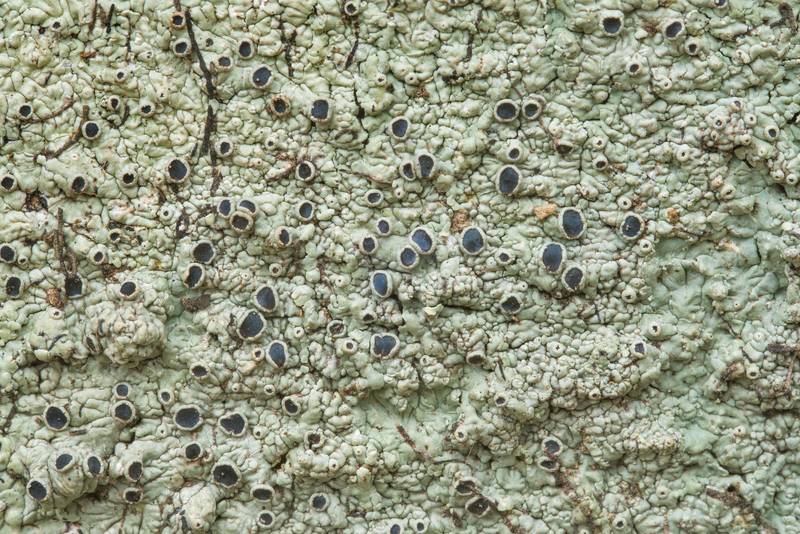 Close up of medallion lichen (Dirinaria confusa) on bark of a hackberry tree in Washington-on-the-Brazos State Historic Site. Washington, Texas, December 29, 2018