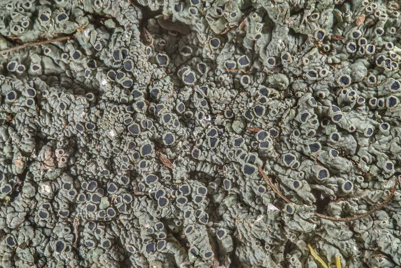 Close up of medallion lichen (<B>Dirinaria confusa</B>) on a dry(?) trunk of a bush-like tree of huisache (Acacia minuata) in Washington-on-the-Brazos State Historic Site. Washington, Texas, <A HREF="../date-en/2018-12-29.htm">December 29, 2018</A>