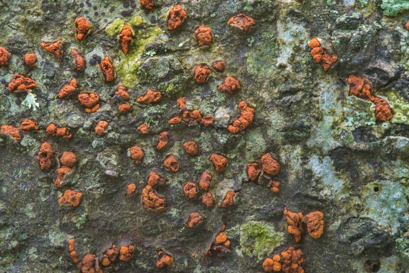 Melogramma gyrosum (Endothia gyrosa, Amphilogia gyrosa) fungus on a recently dried branch of an oak in Washington-on-the-Brazos State Historic Site. Washington, Texas, January 12, 2019
