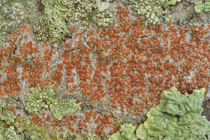 Sunken bloodspot lichen (<B>Haematomma persoonii</B>) on an oak in Washington-on-the-Brazos State Historic Site. Washington, Texas, <A HREF="../date-en/2019-01-12.htm">January 12, 2019</A>