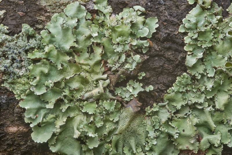 Ruffle lichen <B>Parmotrema submarginale</B> on an oak in Washington-on-the-Brazos State Historic Site. Washington, Texas, <A HREF="../date-en/2019-01-12.htm">January 12, 2019</A>