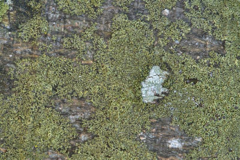 Smooth shadow-crust lichen (Hyperphyscia syncolla) on a hackberry in Washington-on-the-Brazos State Historic Site. Washington, Texas, January 12, 2019