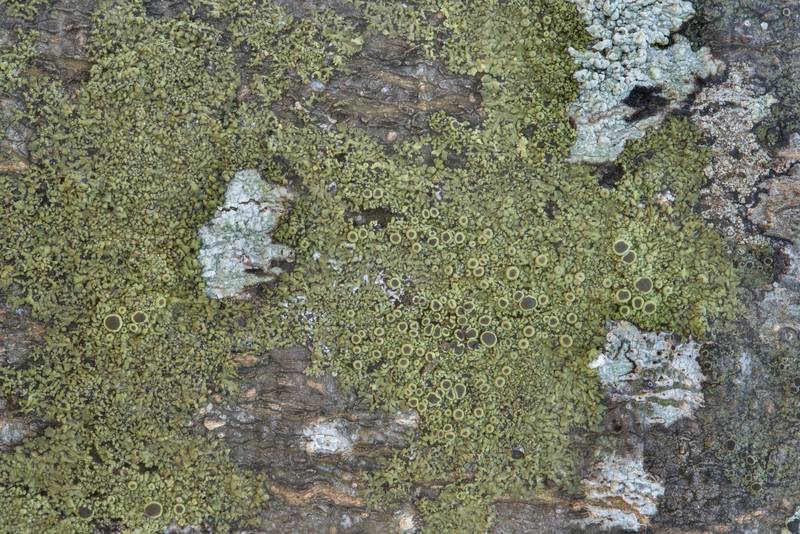 Olive patch of smooth shadow-crust lichen (Hyperphyscia syncolla) on a hackberry in Washington-on-the-Brazos State Historic Site. Washington, Texas, January 12, 2019