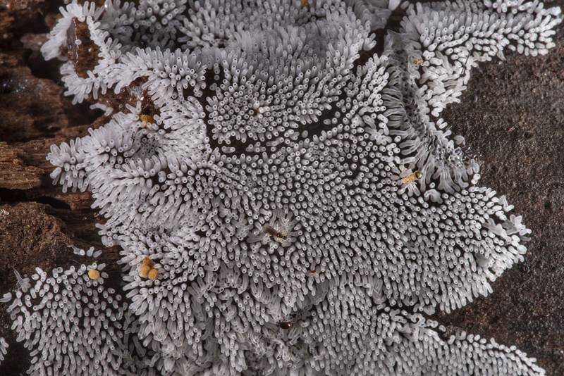 Coral slime mold (Ceratiomyxa fruticulosa) on rotting wood on Caney Creek Trail (Little Lake Creek Loop Trail) in Sam Houston National Forest near Huntsville. Texas, June 7, 2019