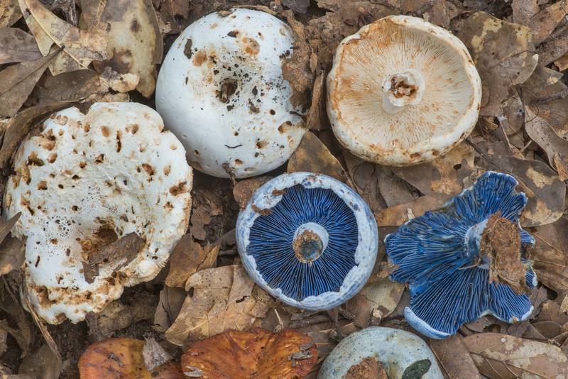 Milkcap mushrooms Lactarius indigo together with Lactarius piperatus in Lick Creek Park. College Station, Texas, June 14, 2019