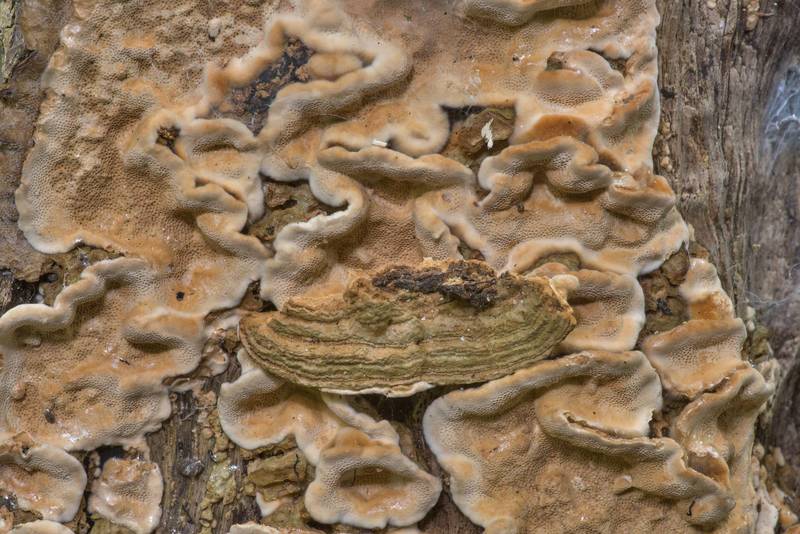 Brown prostrate polypore mushrooms Brunneoporus malicola(?) on rotting wood in Lick Creek Park. College Station, Texas, June 14, 2019