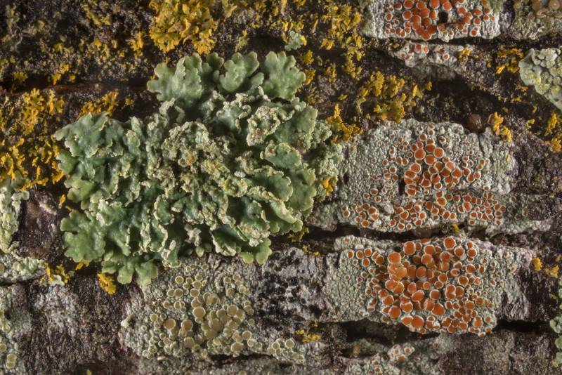 Various lichens on oak bark in Lick Creek Park. College Station, Texas, June 17, 2019