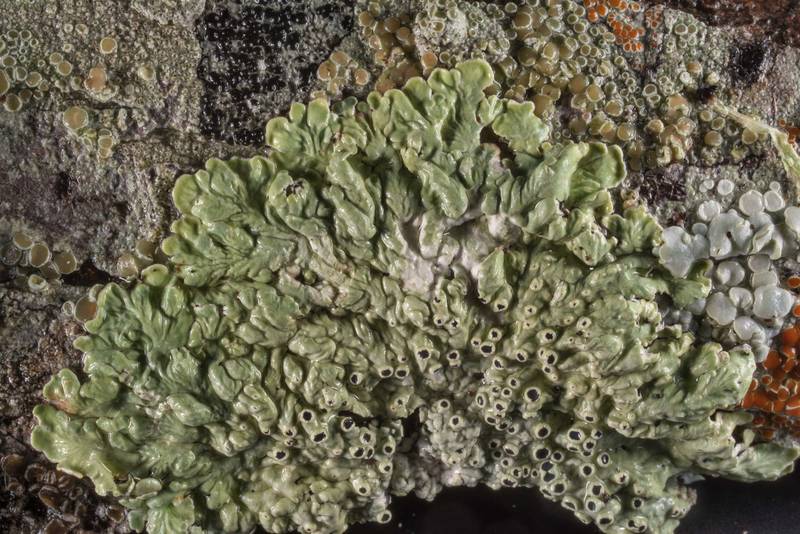 Dirinaria confusa together with other lichens on a fallen oak branch in Lick Creek Park. College Station, Texas, June 17, 2019