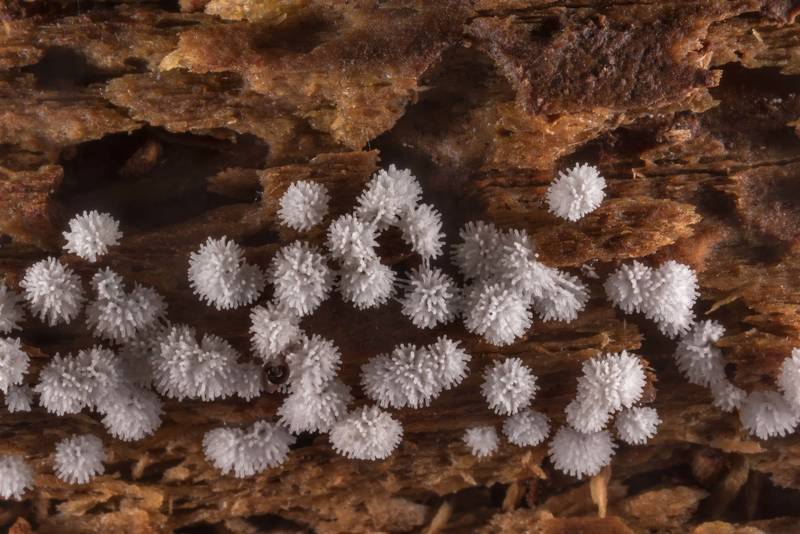 Coral slime mold (Ceratiomyxa fruticulosa var. porioides) or may be C. morchella on a pine log on Caney Creek Trail (Little Lake Creek Loop Trail) in Sam Houston National Forest north from Montgomery. Texas, September 14, 2019