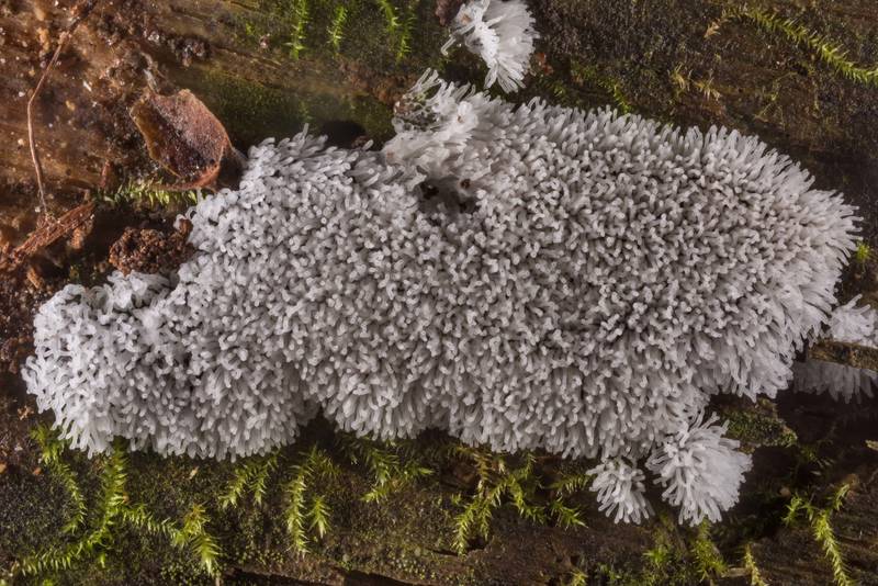 Coral slime mold (<B>Ceratiomyxa fruticulosa</B>) on a mossy pine log on Caney Creek Trail (Little Lake Creek Loop Trail) in Sam Houston National Forest north from Montgomery. Texas, <A HREF="../date-en/2019-09-14.htm">September 14, 2019</A>