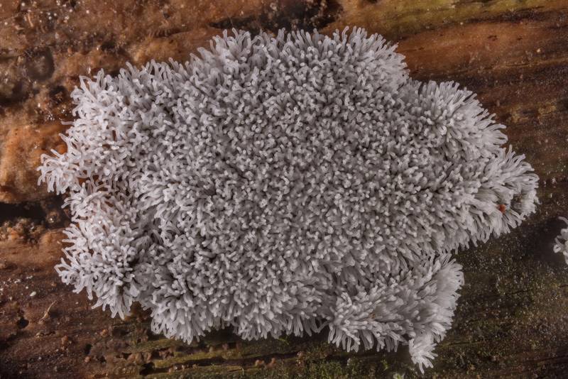 Coral slime mold (<B>Ceratiomyxa fruticulosa</B>) on a wet pine log on Caney Creek Trail (Little Lake Creek Loop Trail) in Sam Houston National Forest north from Montgomery. Texas, <A HREF="../date-en/2019-09-14.htm">September 14, 2019</A>