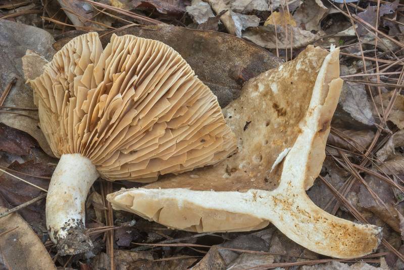 Dissected large brittlegill mushroom Russula eccentrica in Big Creek Scenic Area of Sam Houston National Forest. Shepherd, Texas, October 20, 2019
