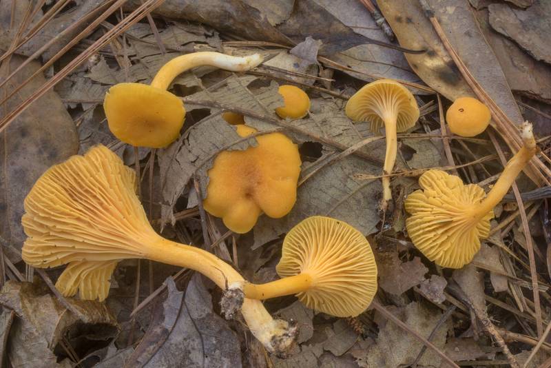 Chanterelle mushrooms Cantharellus tabernensis in Big Creek Scenic Area of Sam Houston National Forest. Shepherd, Texas, October 20, 2019