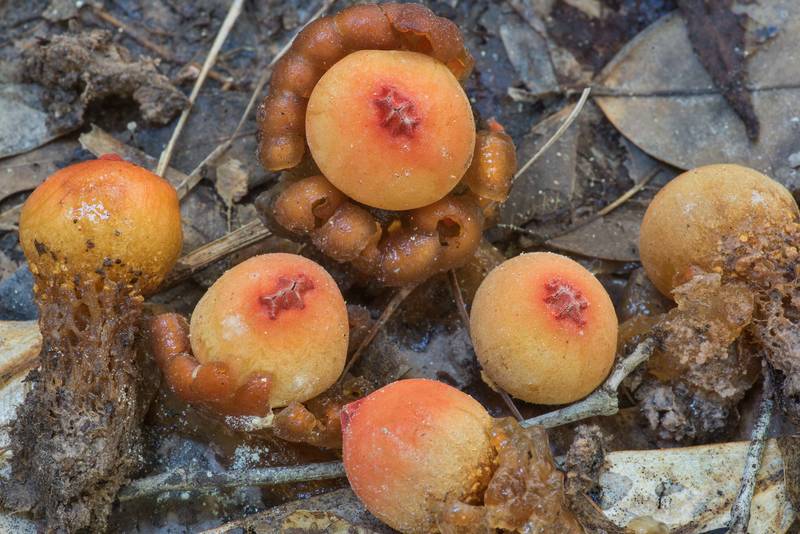 Gelatinous puffball mushrooms (<B>Calostoma cinnabarinum</B>) with a stalk on a property at 5369 Farm to Market Road 770 near Kountze. Texas, <A HREF="../date-en/2019-11-09.htm">November 9, 2019</A>